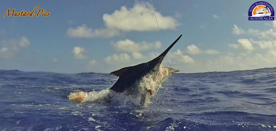 Cairns, Australia Marlin Fishing Report - October 23, 2013 | FISHTRACK.COM
