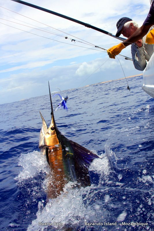Mozambique Offshore Fishing Report - December 01, 2013 | FISHTRACK.COM