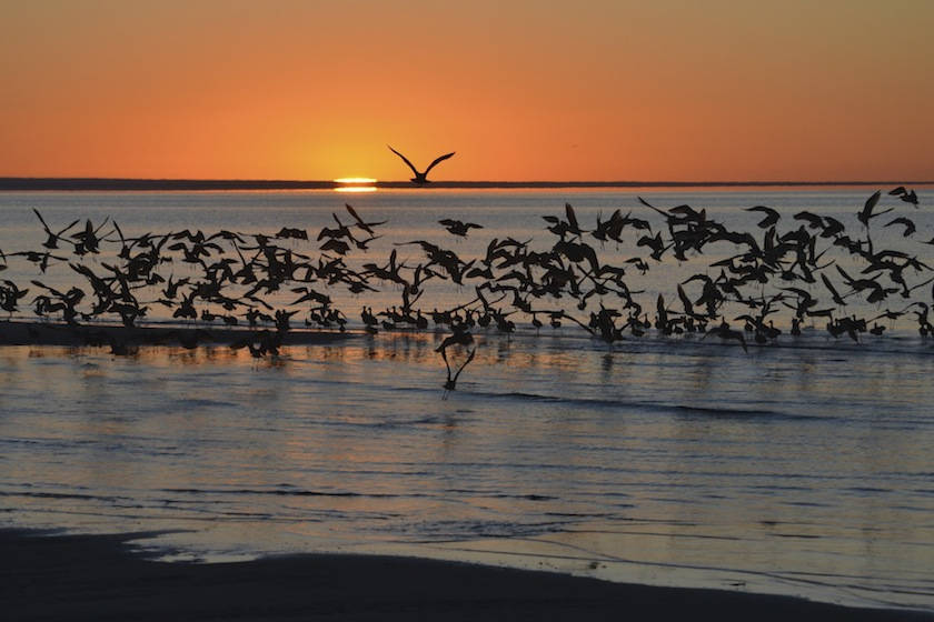Back to Magdalena Bay Fishing Report January 19, 2014