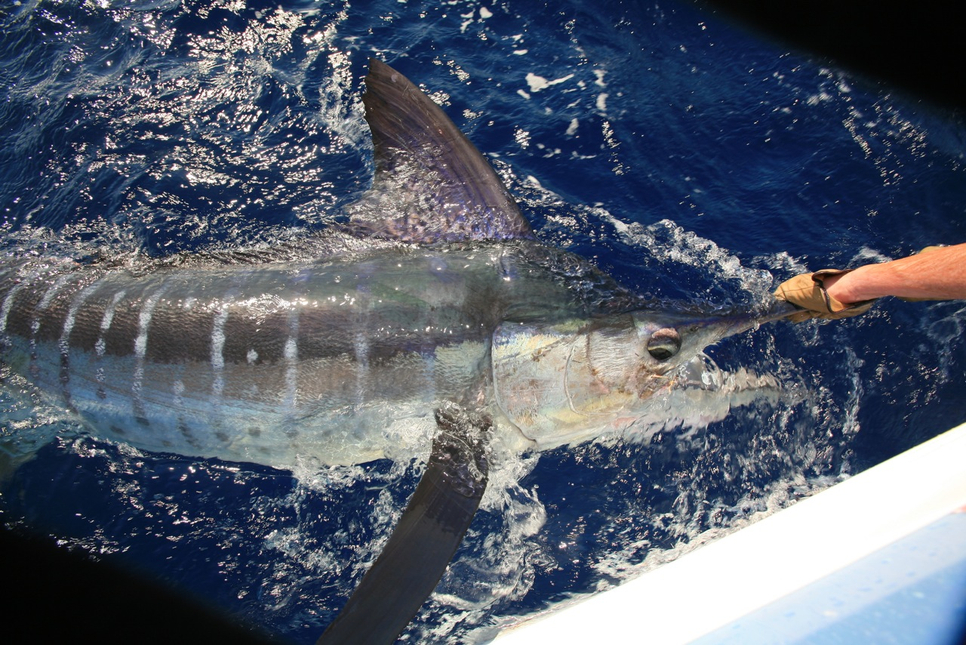 Marlin Right Along the Coast Fishing Report - February 02, 2014