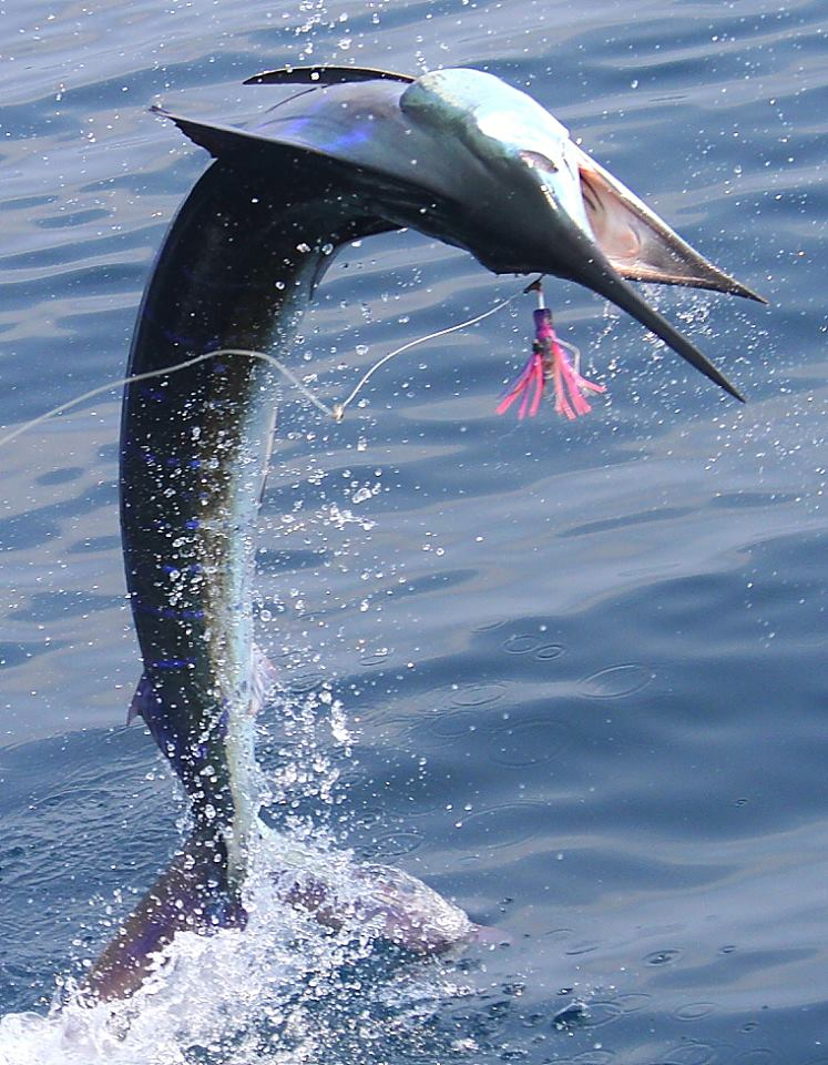 14 Sails and 1 Marlin Fishing Report April 27, 2014