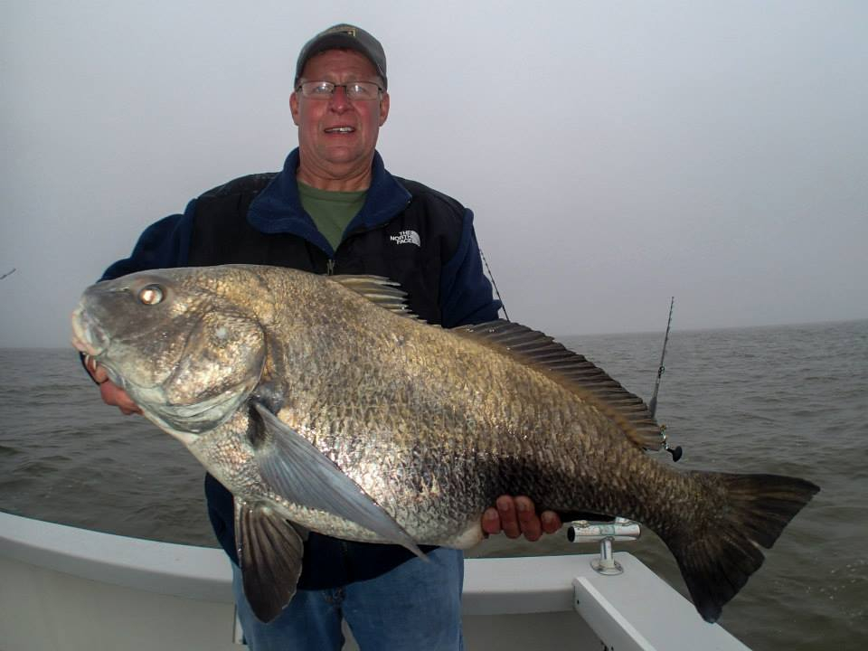 Giant Black Drum! Fishing Report May 15, 2014
