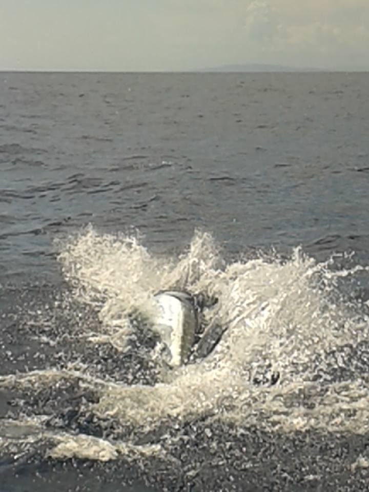 Three Blues for Spanish Fly Fishing Report May 27, 2014