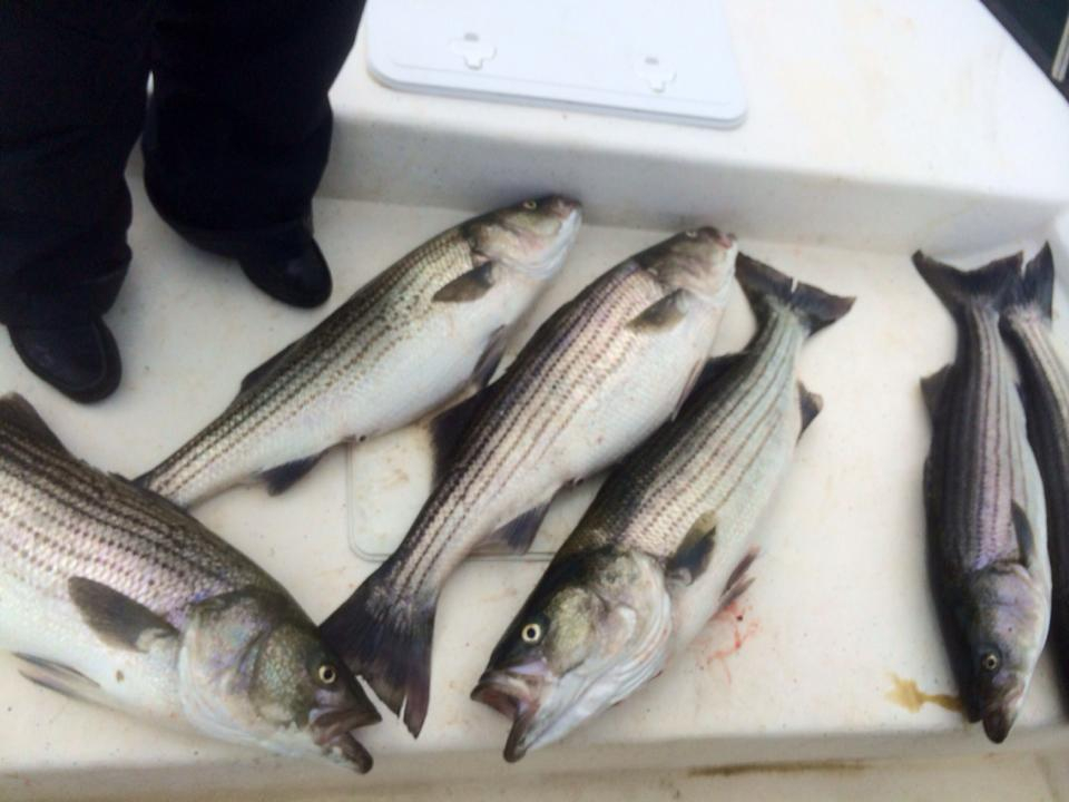 Striped Bass Fishing Report May 27, 2014
