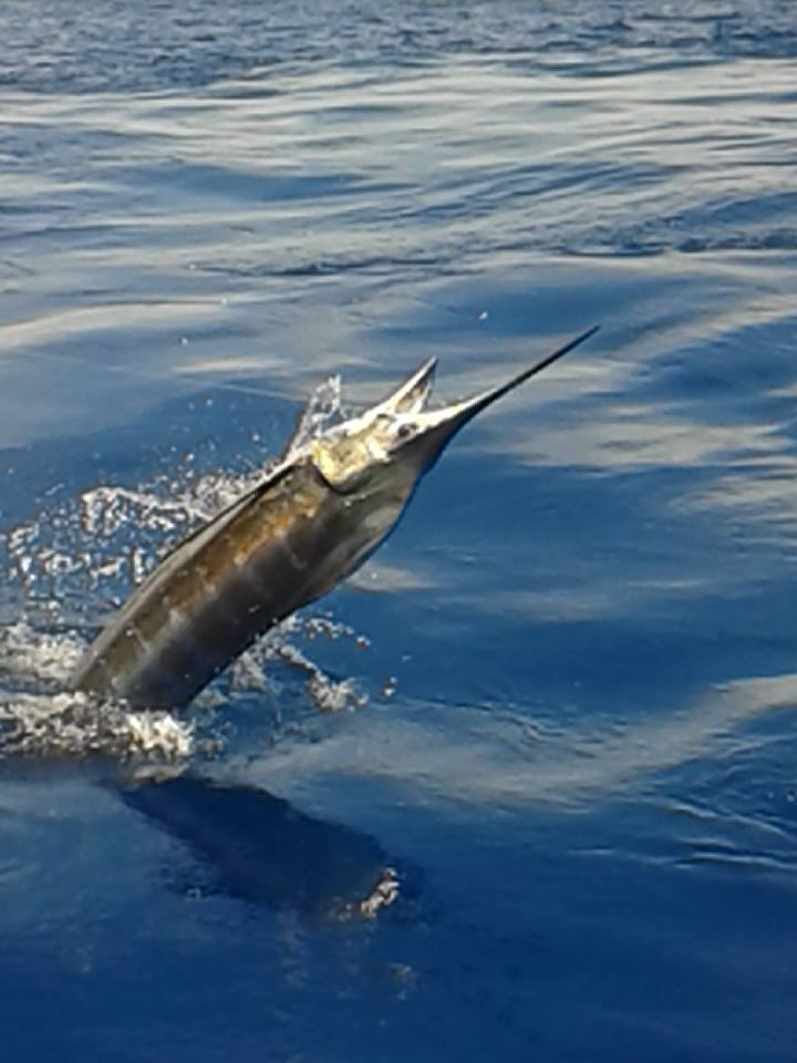 Three Blues for Spanish Fly Fishing Report May 27, 2014