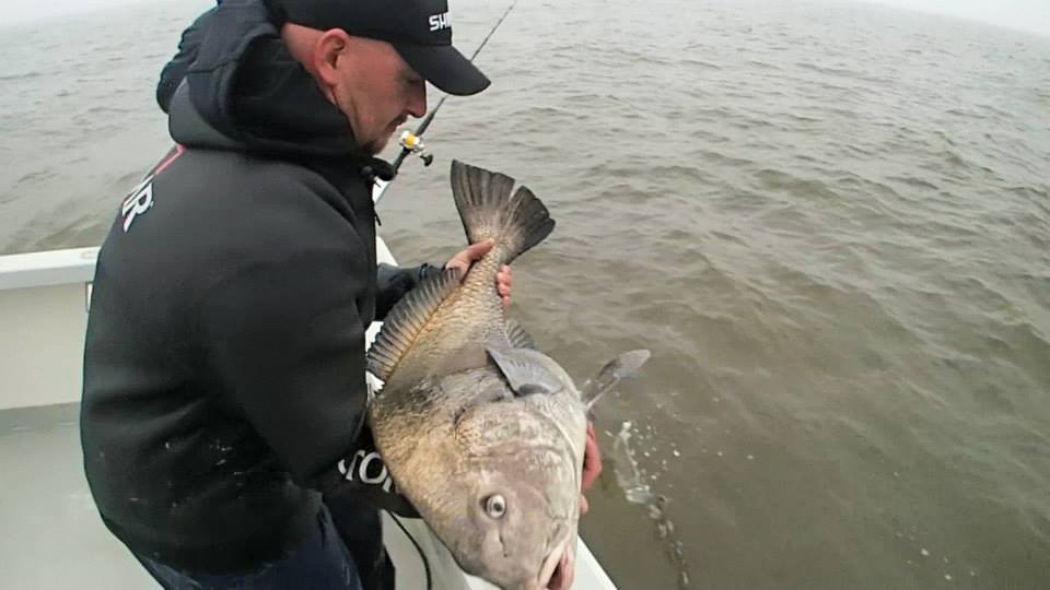 Giant Black Drum! Fishing Report May 15, 2014