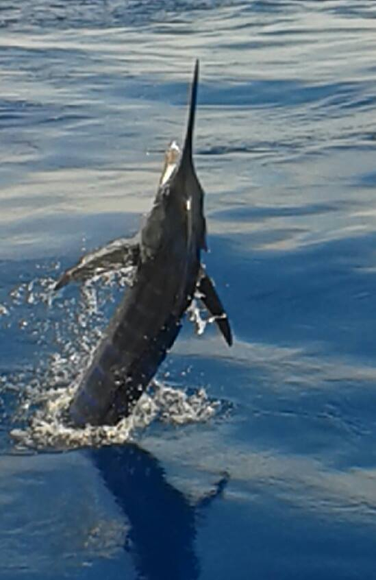 Three Blues for Spanish Fly Fishing Report May 27, 2014