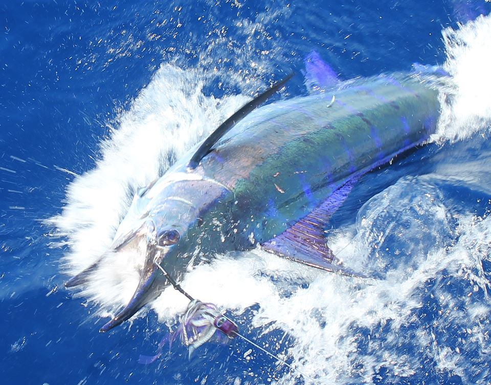 BrokenBill Marlin in Gulf Fishing Report September 10, 2014