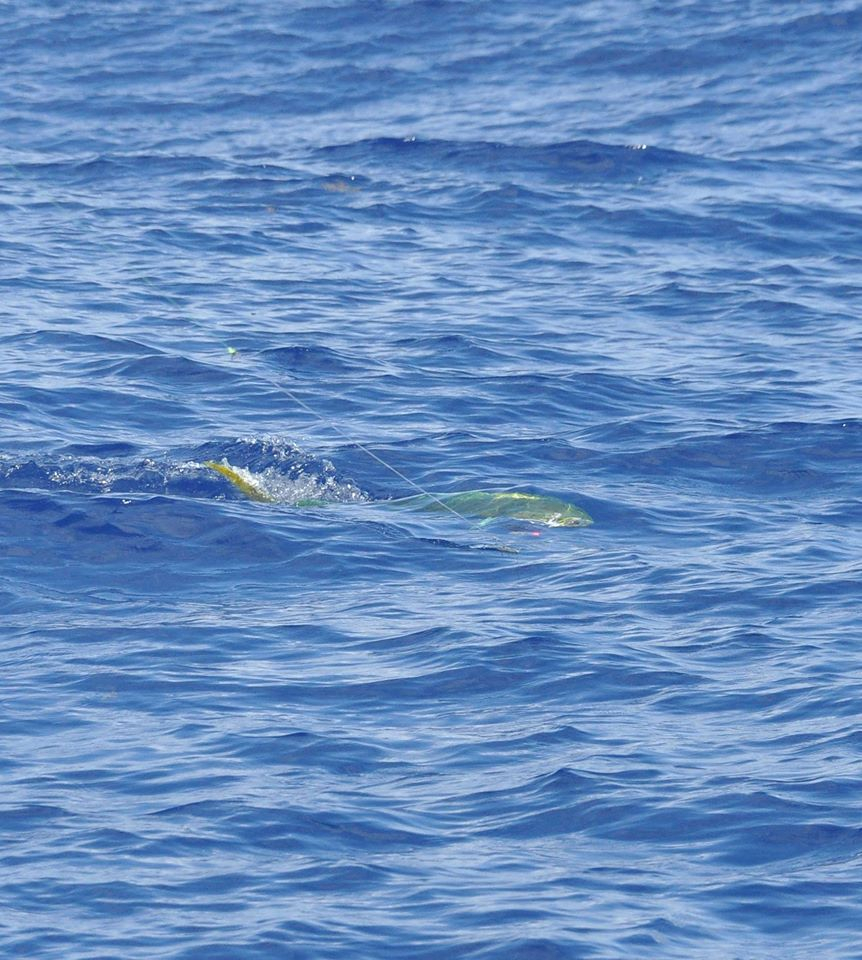 Bermuda Offshore Update Fishing Report September 05, 2014