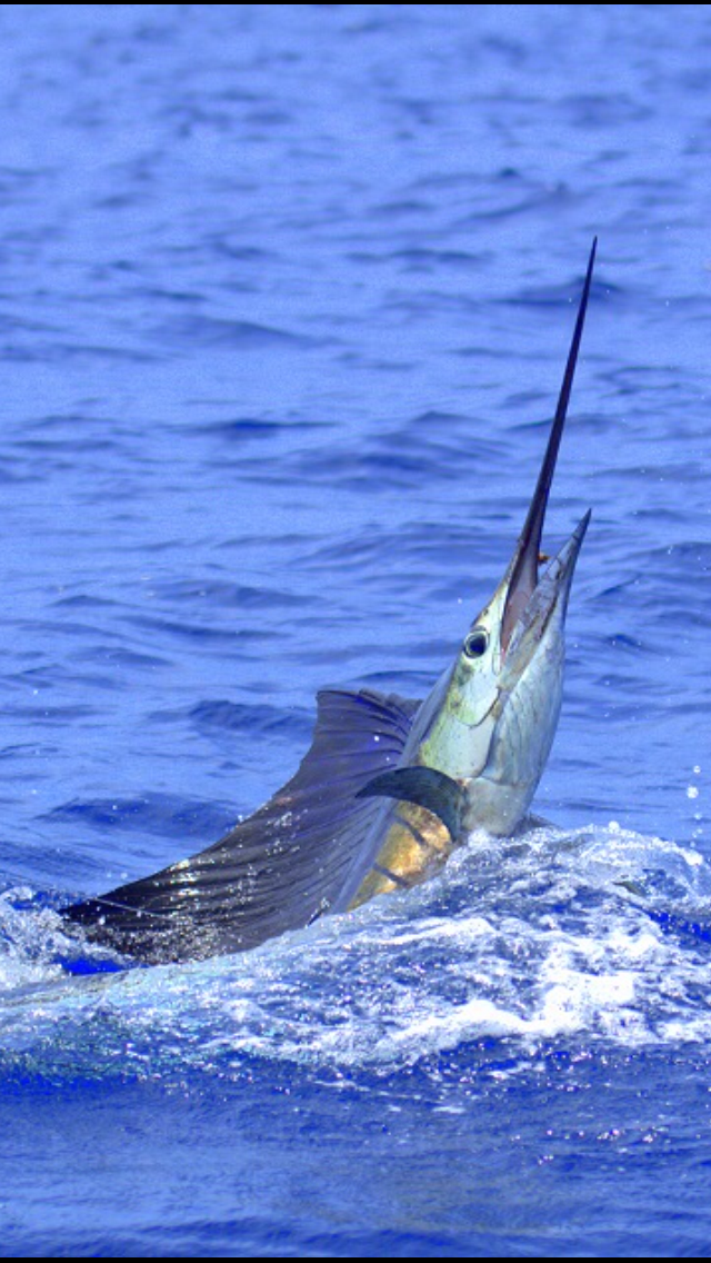 Costa Rica Blue Marlin Fishing Report - April 29, 2015 | FISHTRACK.COM