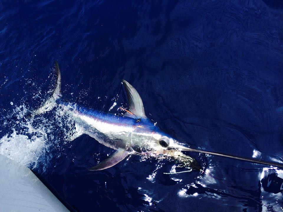 Pretty Swordfish Fishing Report June 30, 2015