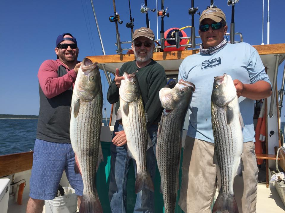 Montauk Striped Bass Fishing Report June 30, 2015