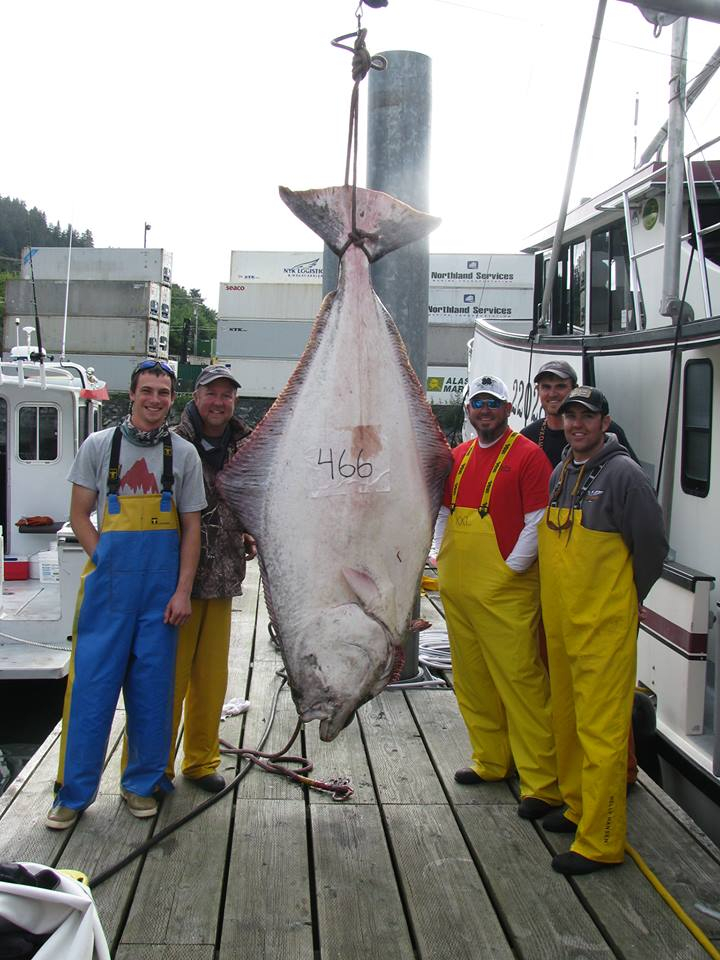 monster halibut fishing report august 25 2015 fish size chart florida
