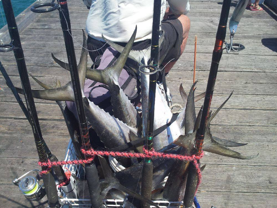 Urangan Pier Fishing Report October 11, 2015