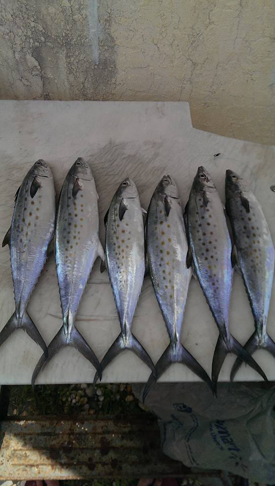 Florida Spanish Mackerel Fishing Report November 15, 2015