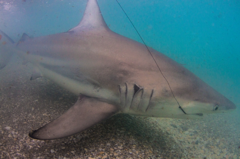 FL Spinner Shark Migration Fishing Report March 03, 2016