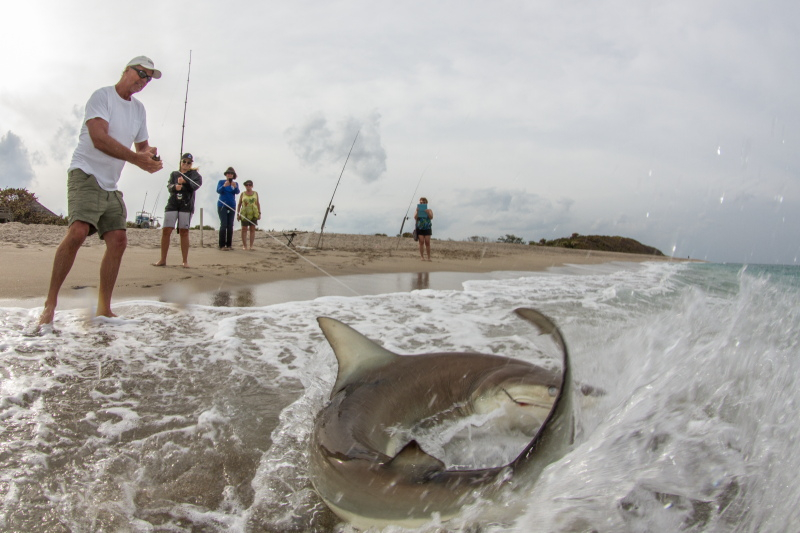 FL Spinner Shark Migration Fishing Report March 03, 2016