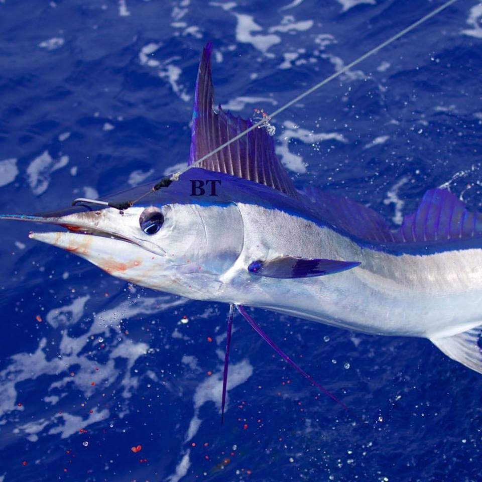 Kona Spearfish Fishing Report May 27, 2016