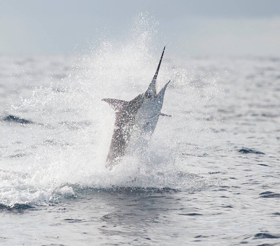 45 Billfish Releases Fishing Report July 29, 2016