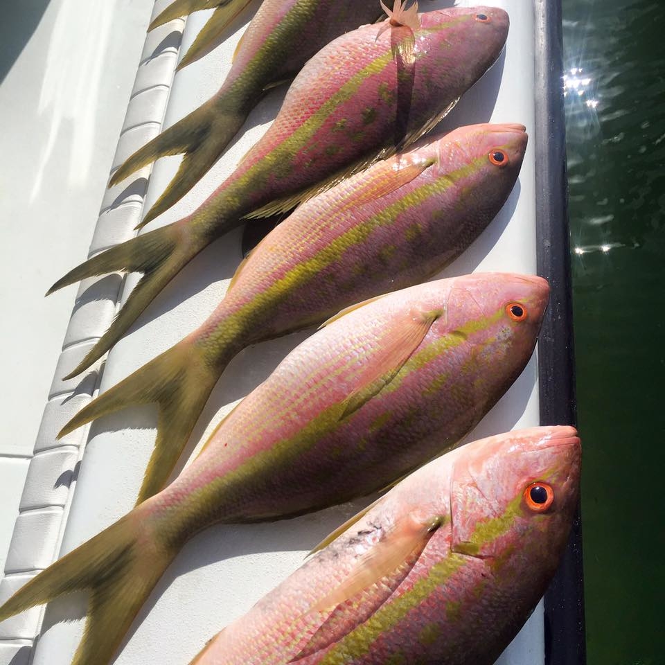 Yellowtail Limits Fishing Report October 19, 2016