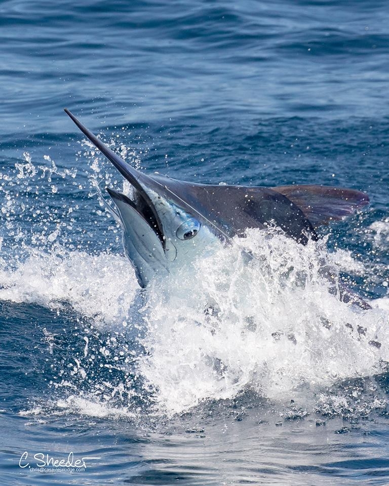 Light Tackle Billfish Fishing Report January 03, 2017