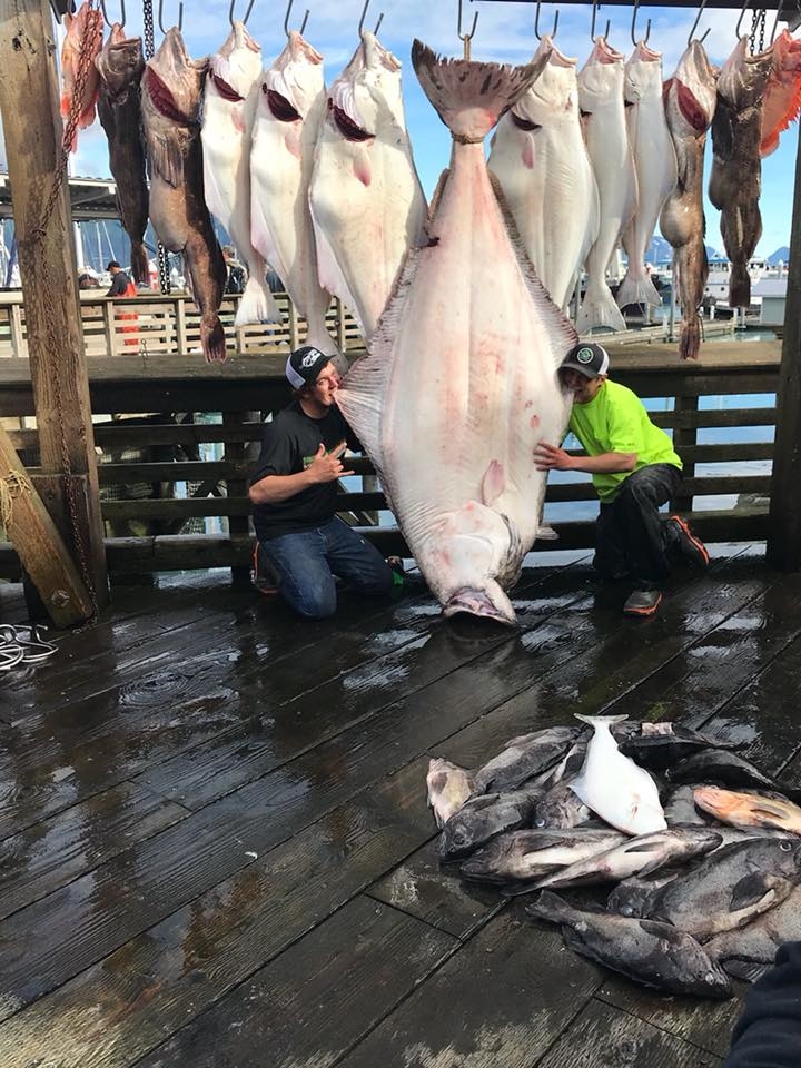 Massive Alaskan Halibut Fishing Report August 01, 2018