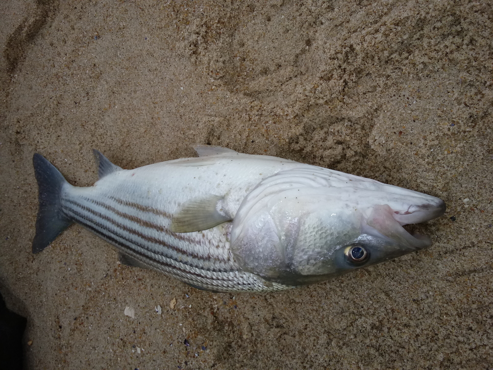 Striped bass Fishing Report October 22, 2019