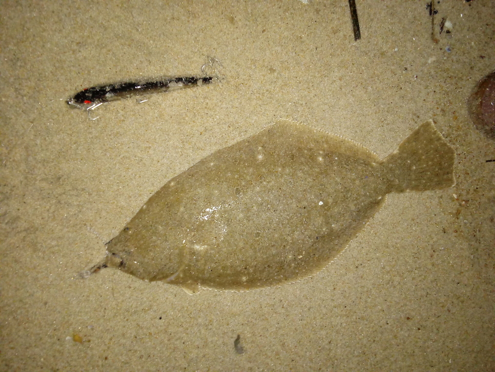 Fluke Fishing Report October 20, 2019