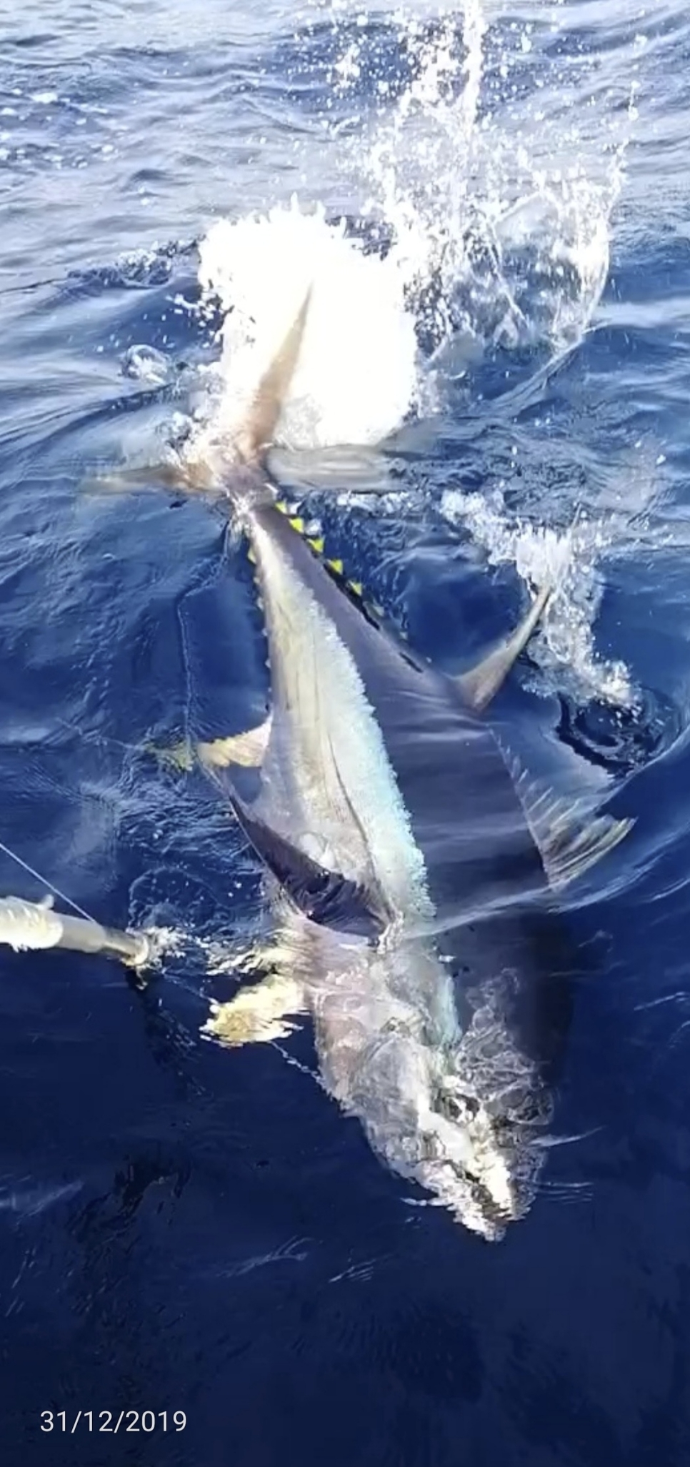 Yellowfin tuna fishing trip on 87ft boat with live bait Fishing Report December 25, 2019