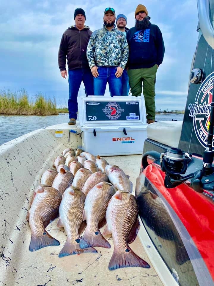 Chasing Redfish Limits in the Delacroix Marsh Fishing Report December